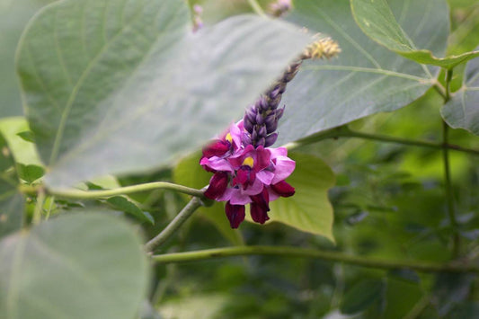 Pueraria what? All About Pueraria Lobata